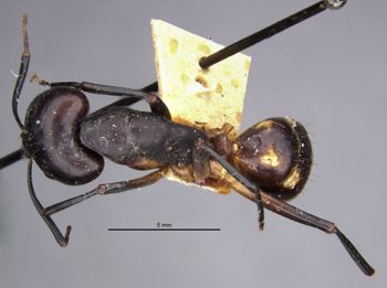 Media type: image;   Entomology 22709 Aspect: habitus dorsal view
